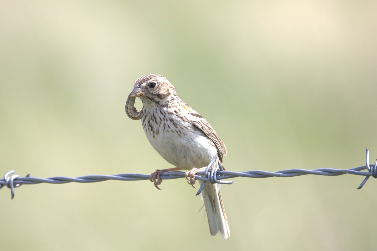 vesperspurv - ML645292681