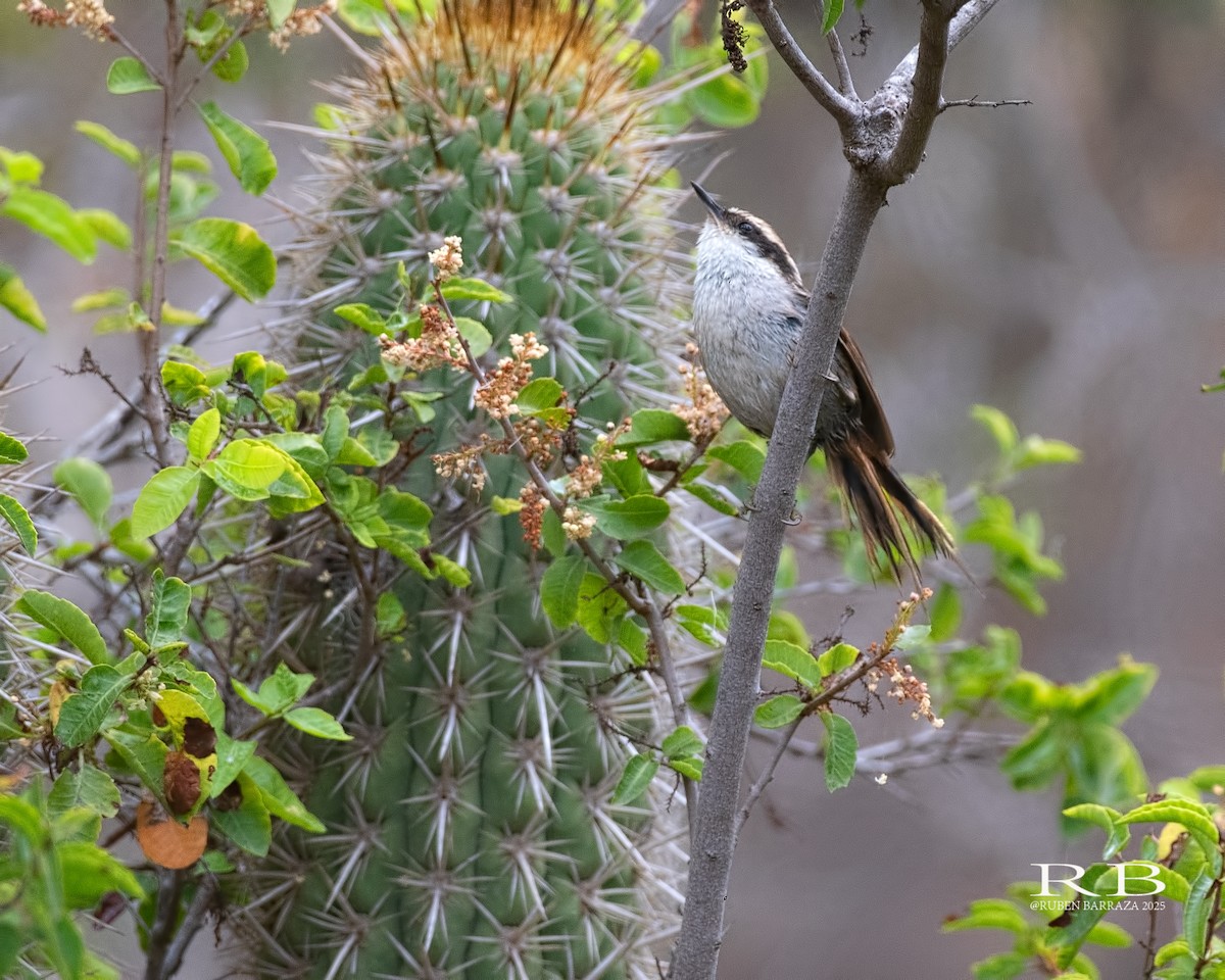 Thorn-tailed Rayadito - ML645292703