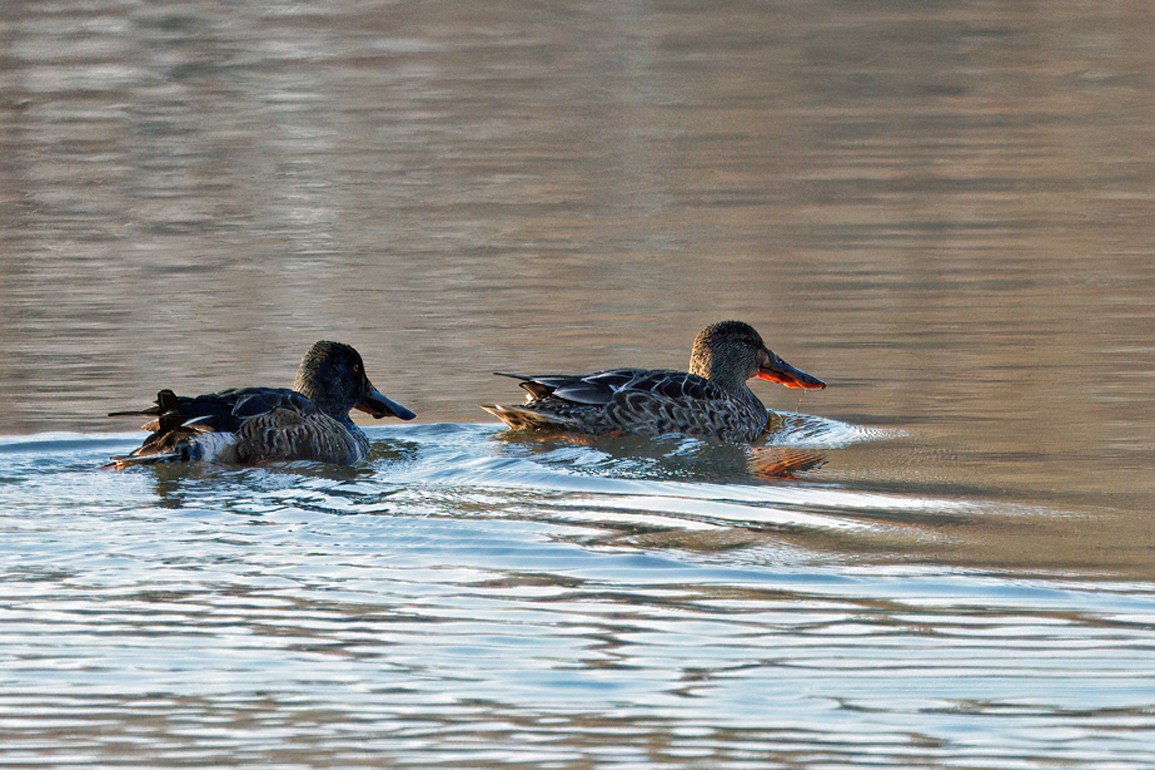 Northern Shoveler - ML645292705