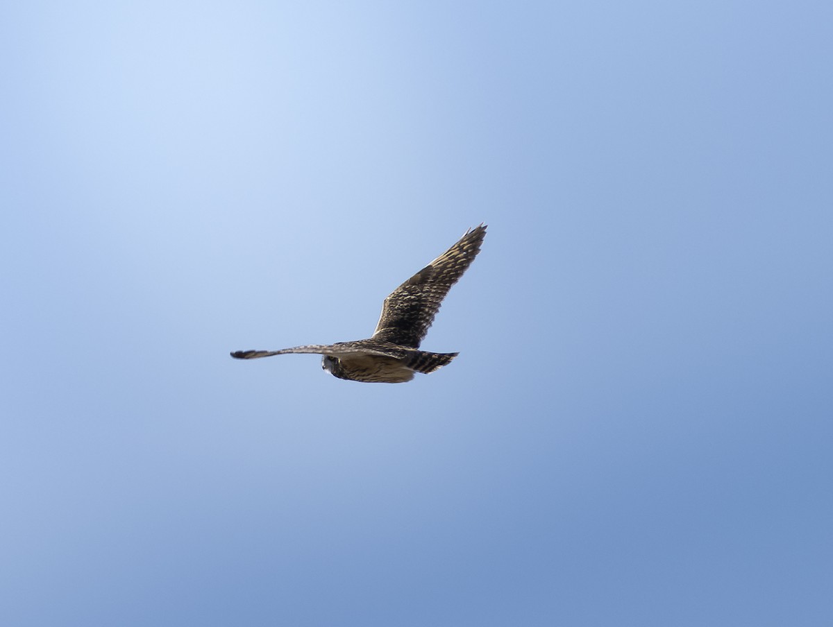 Short-eared Owl - ML645292712