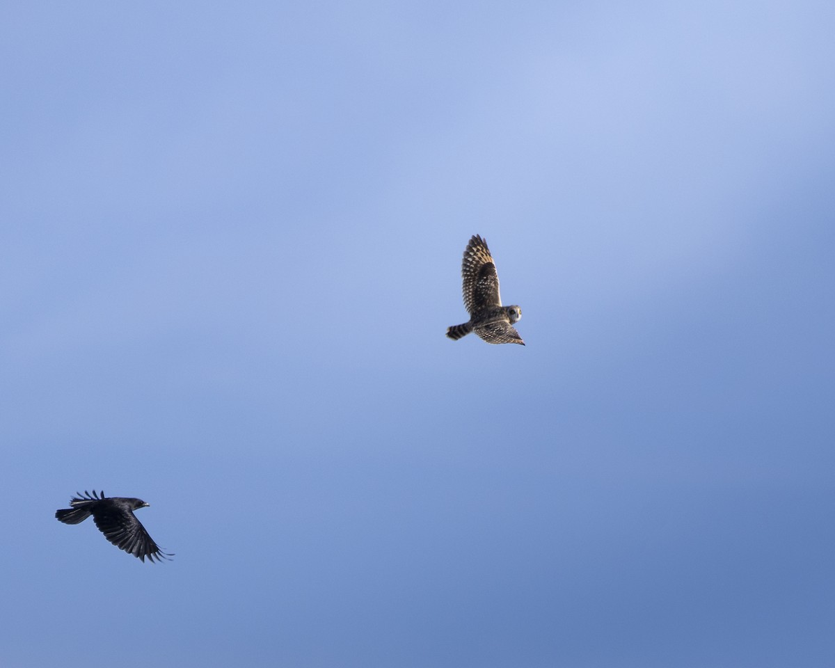 Short-eared Owl - ML645292716
