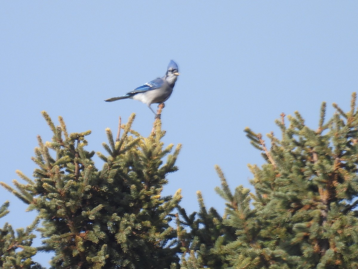 Blue Jay - ML645292717