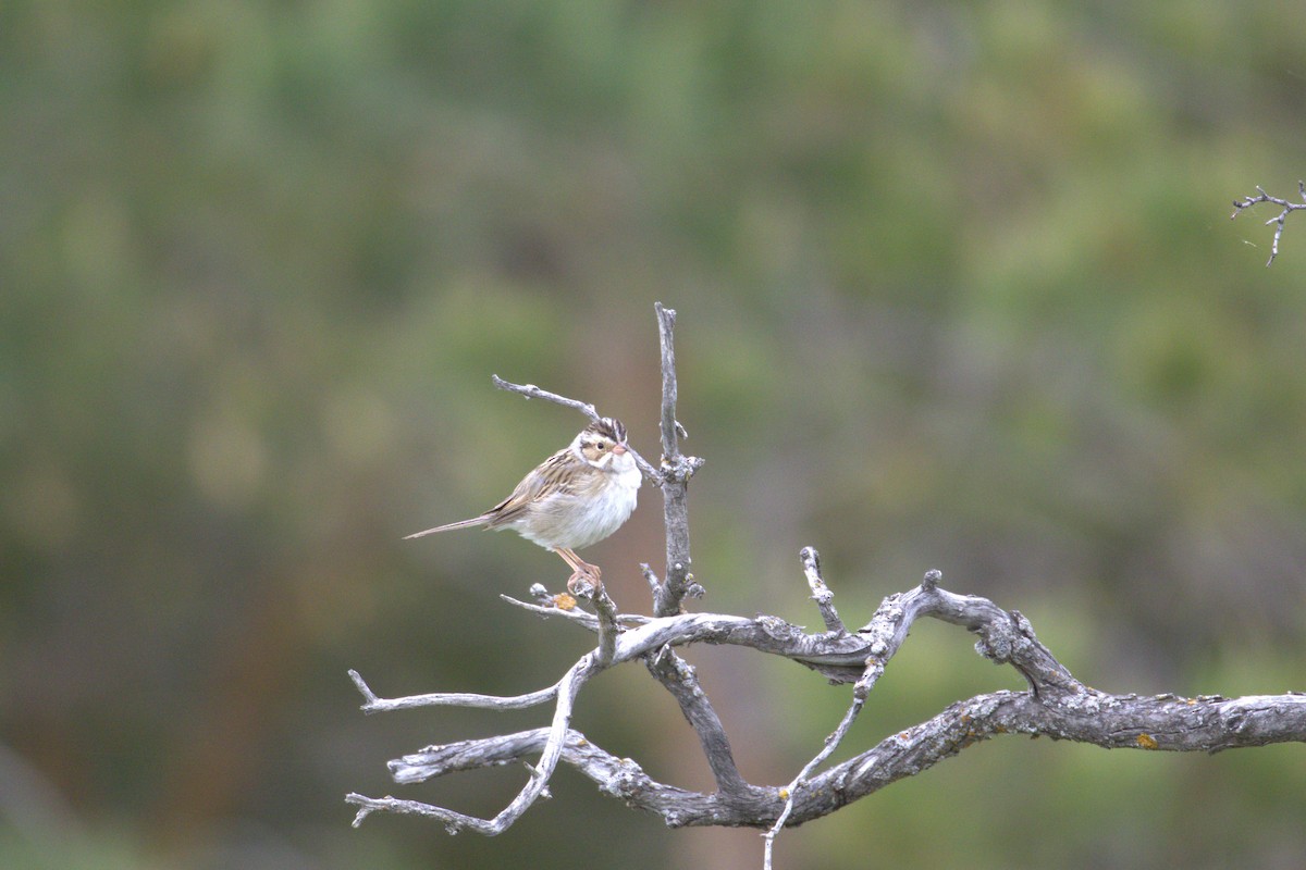 Clay-colored Sparrow - ML645292719