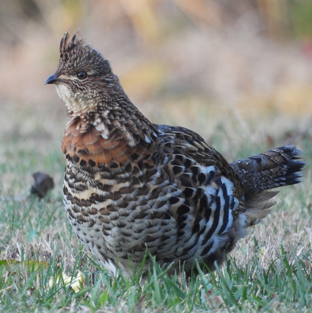 jeřábek kanadský - ML645292724