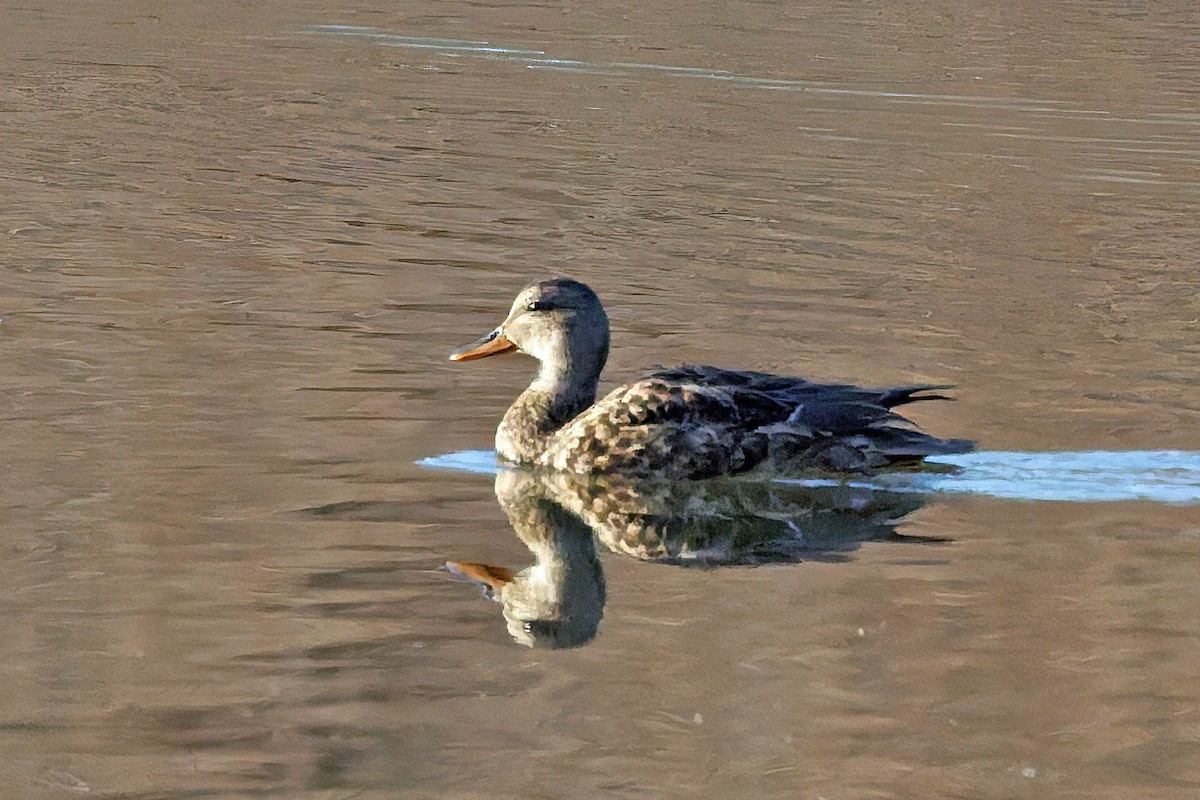 Gadwall - ML645292744