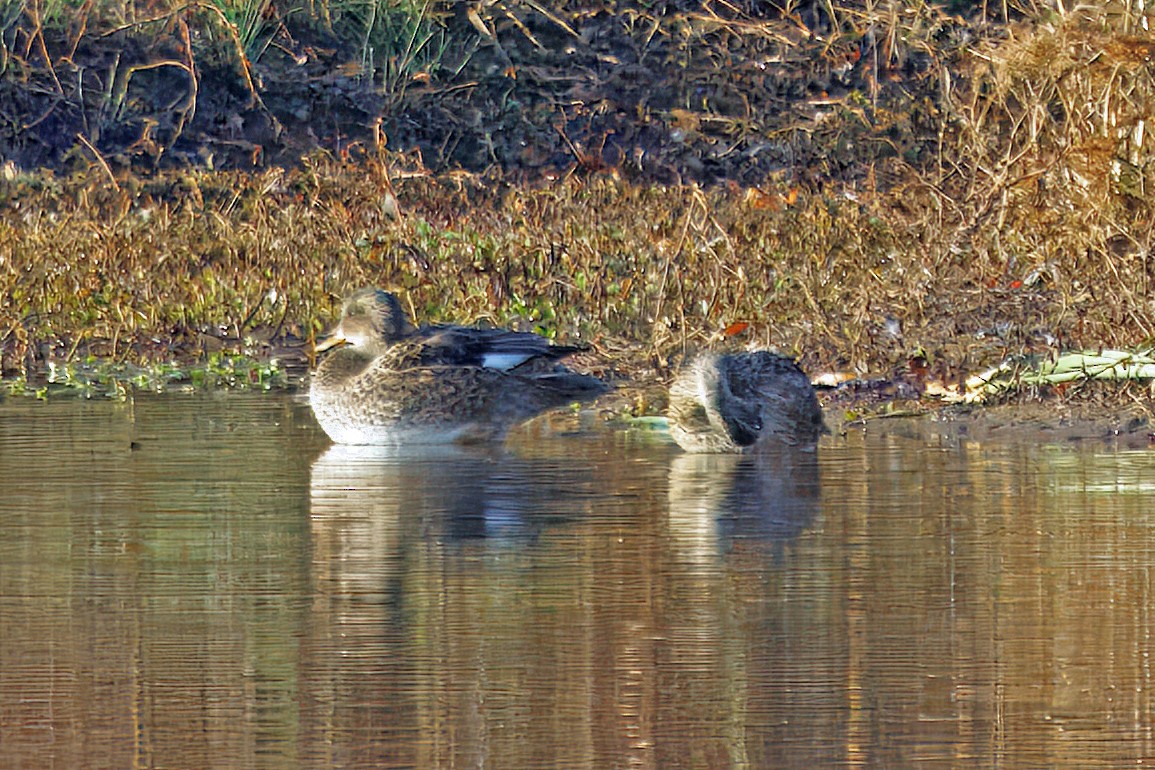 Gadwall - ML645292745