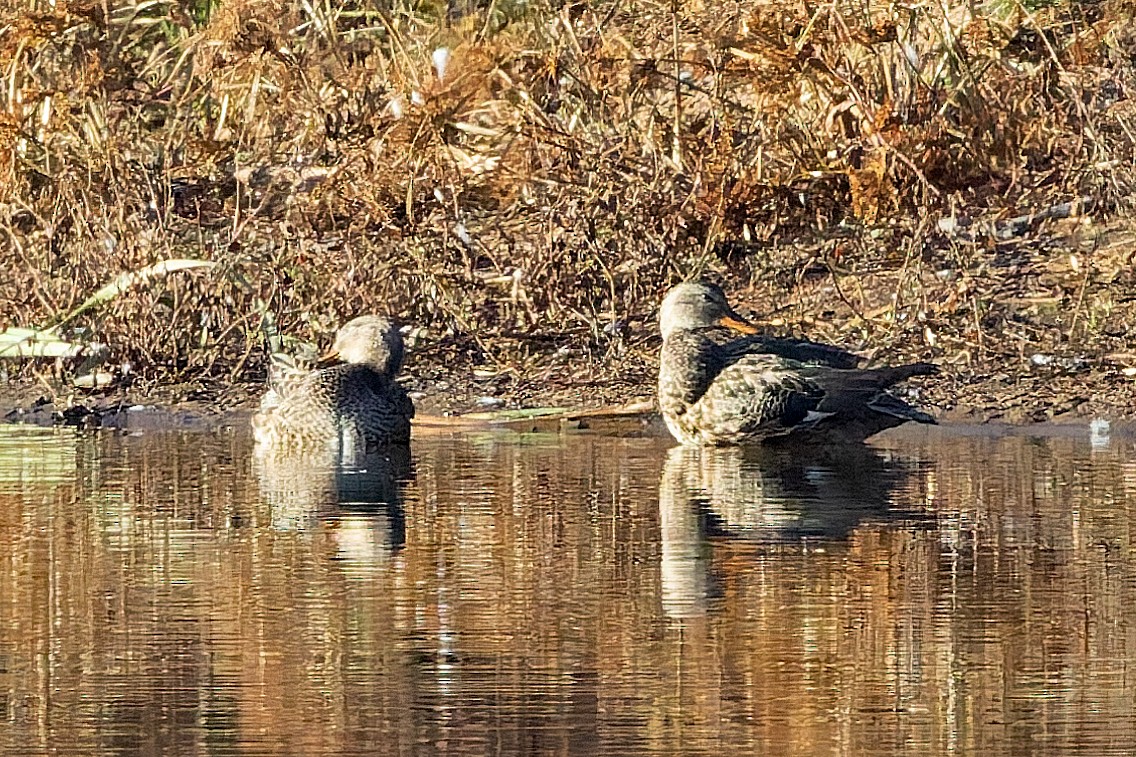 Gadwall - ML645292746
