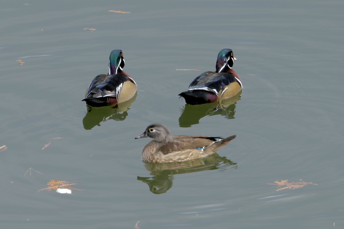 Ahate karolinarra - ML645292755