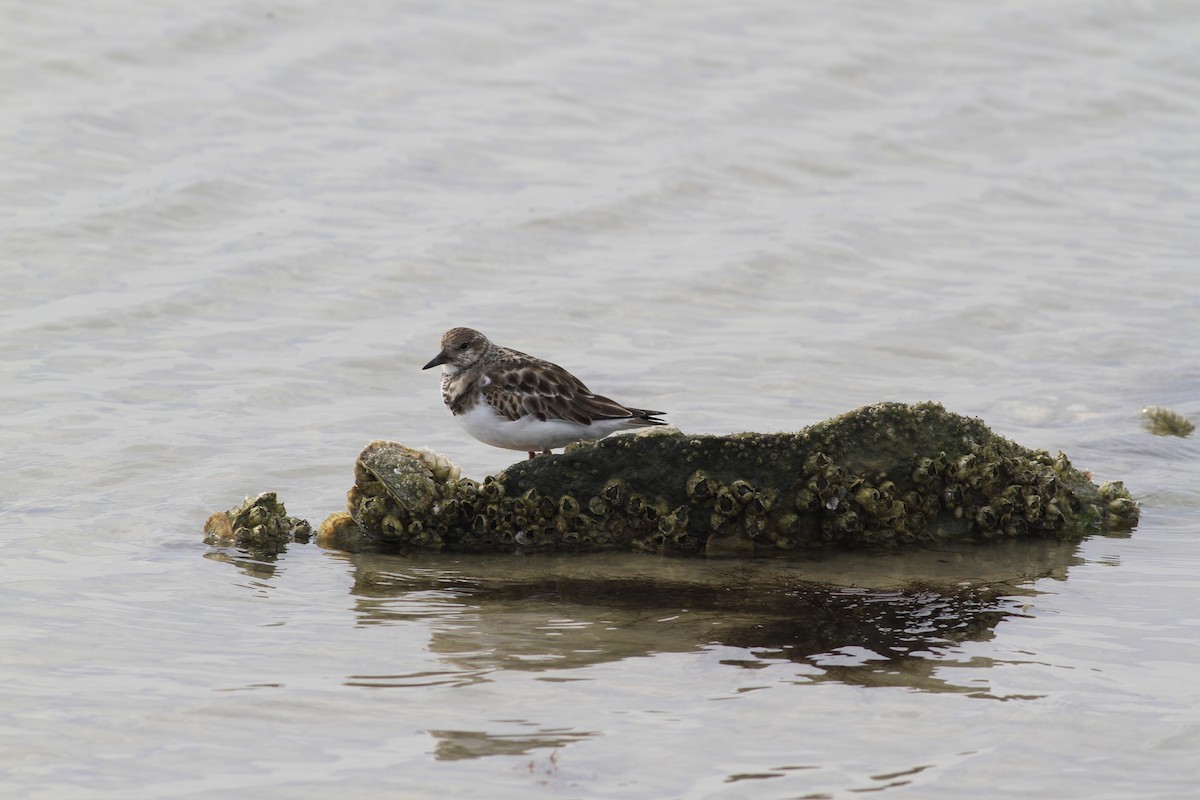 Ruddy Turnstone - ML645292756