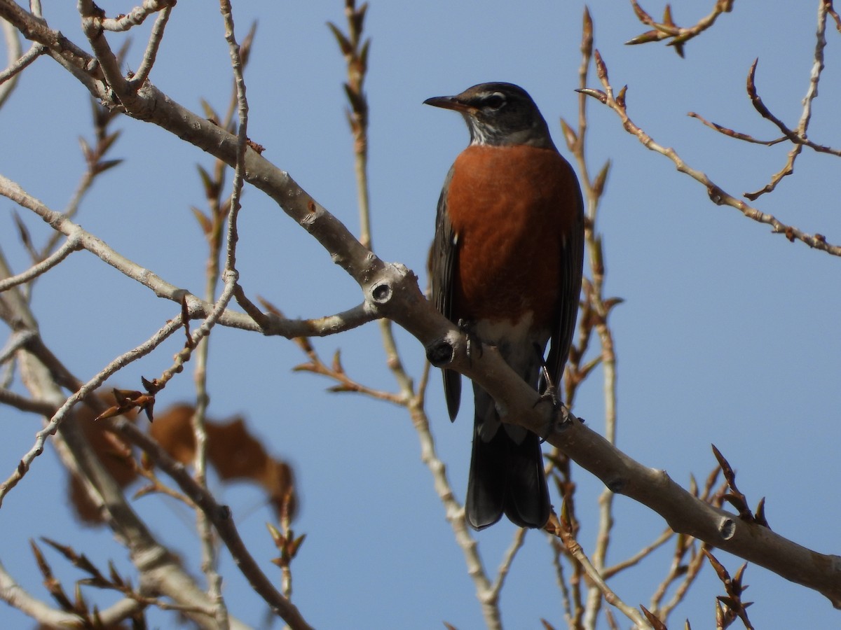 American Robin - ML645292760