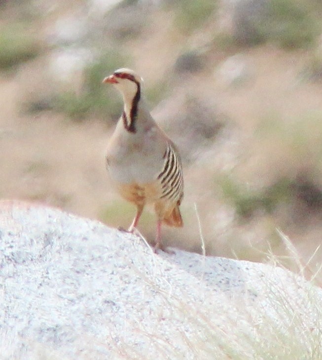 Chukar - ML645292762