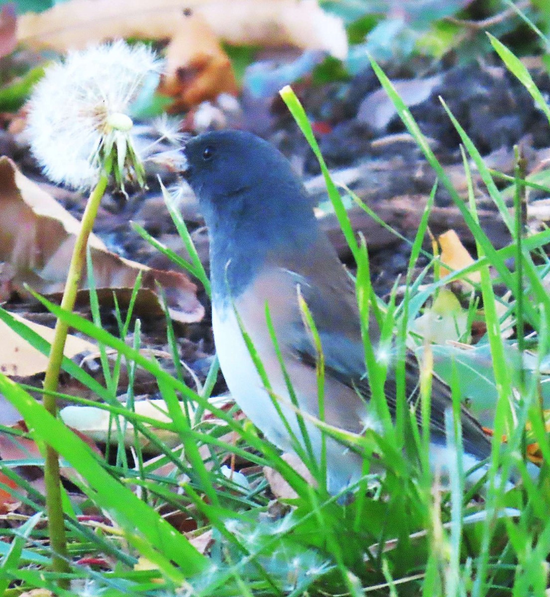 Dark-eyed Junco (Oregon) - ML645292763