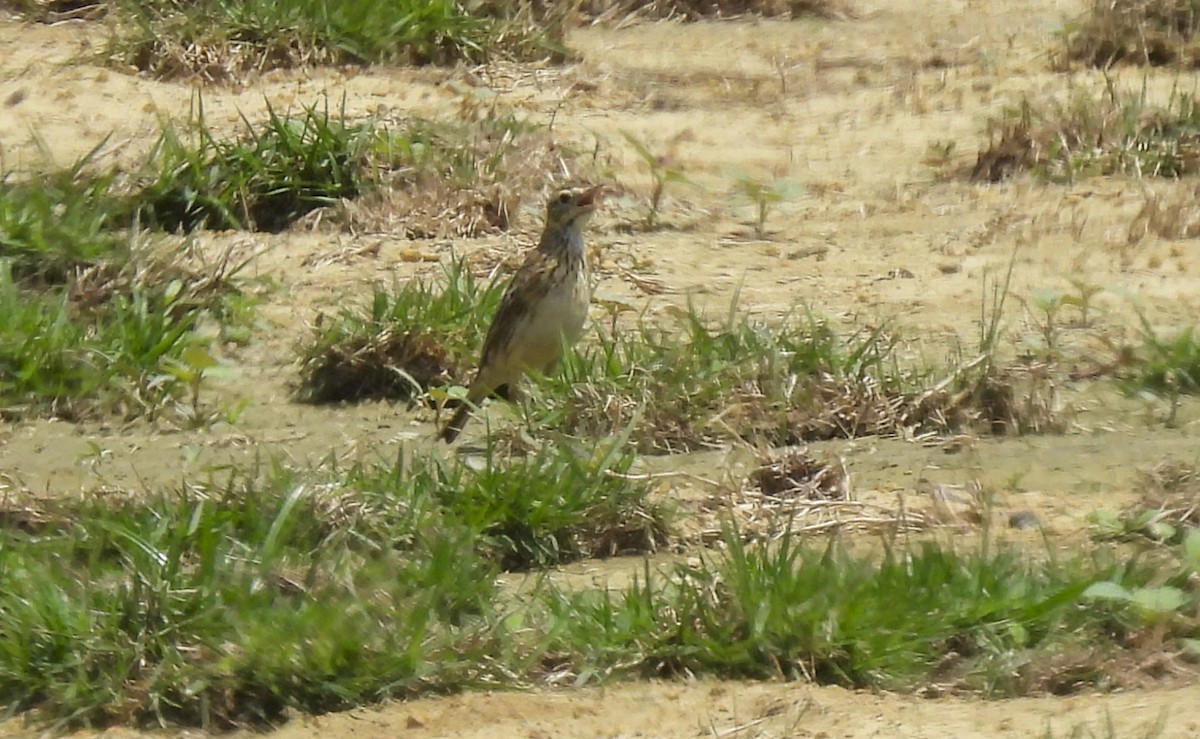 Australian Pipit - ML645292769
