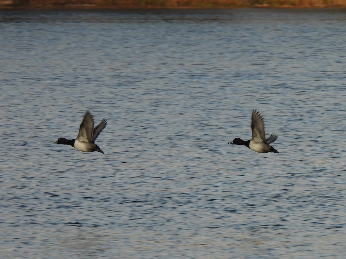 Ring-necked Duck - ML645292771