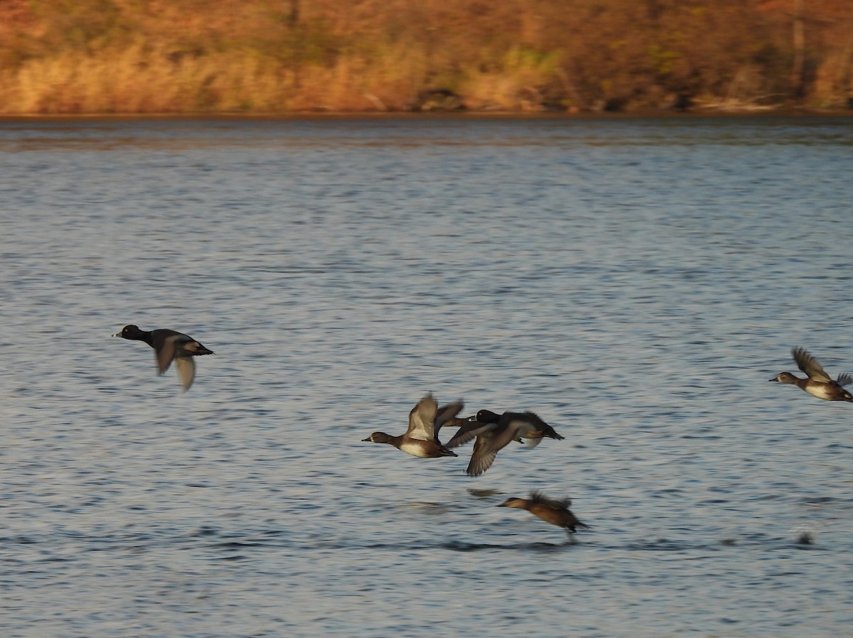 Ring-necked Duck - ML645292772
