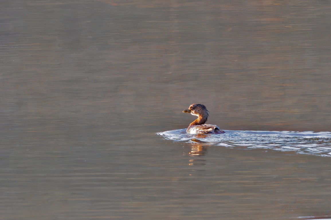 Pied-billed Grebe - ML645292773