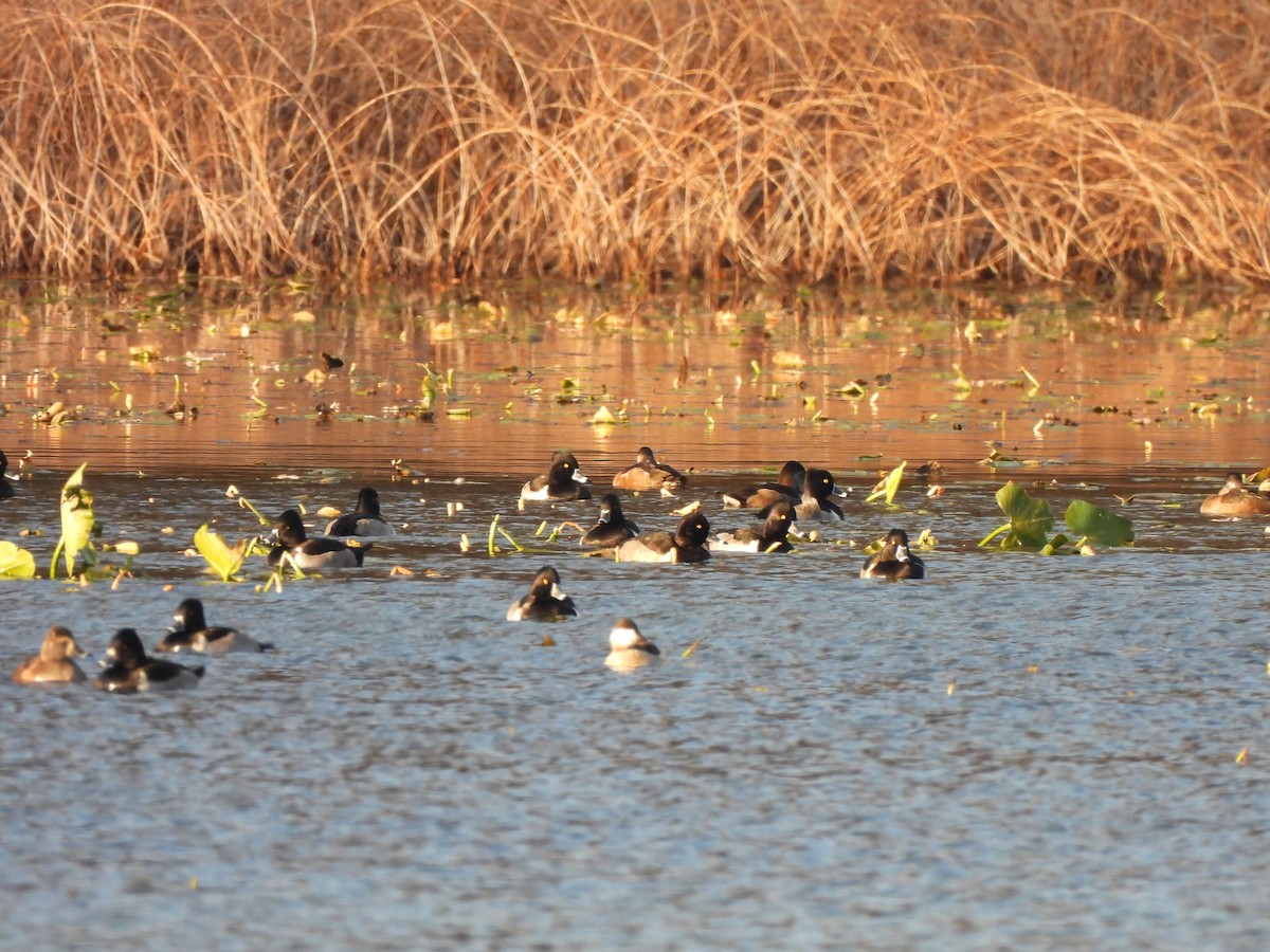 Ring-necked Duck - ML645292774