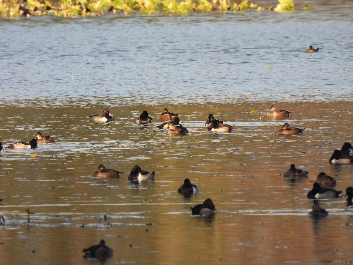 Ring-necked Duck - ML645292775