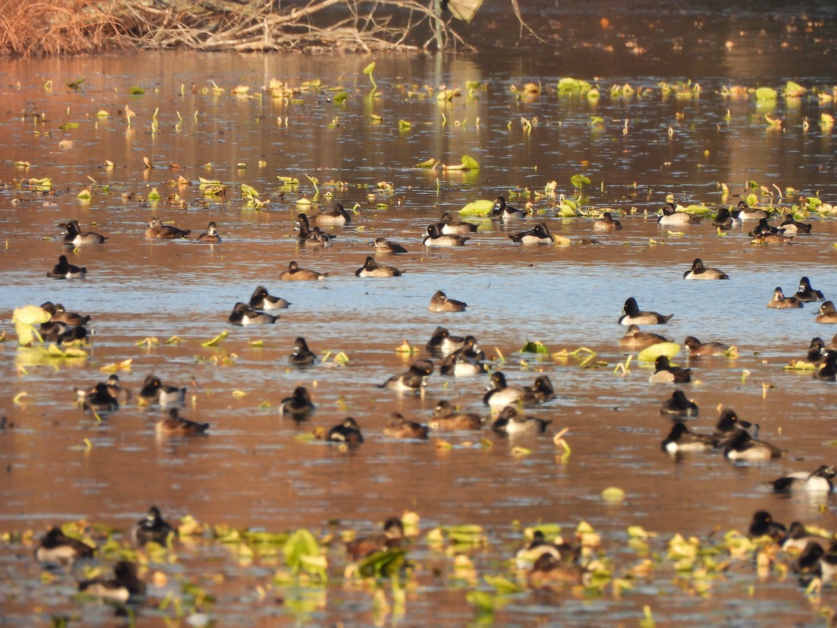 Ring-necked Duck - ML645292776