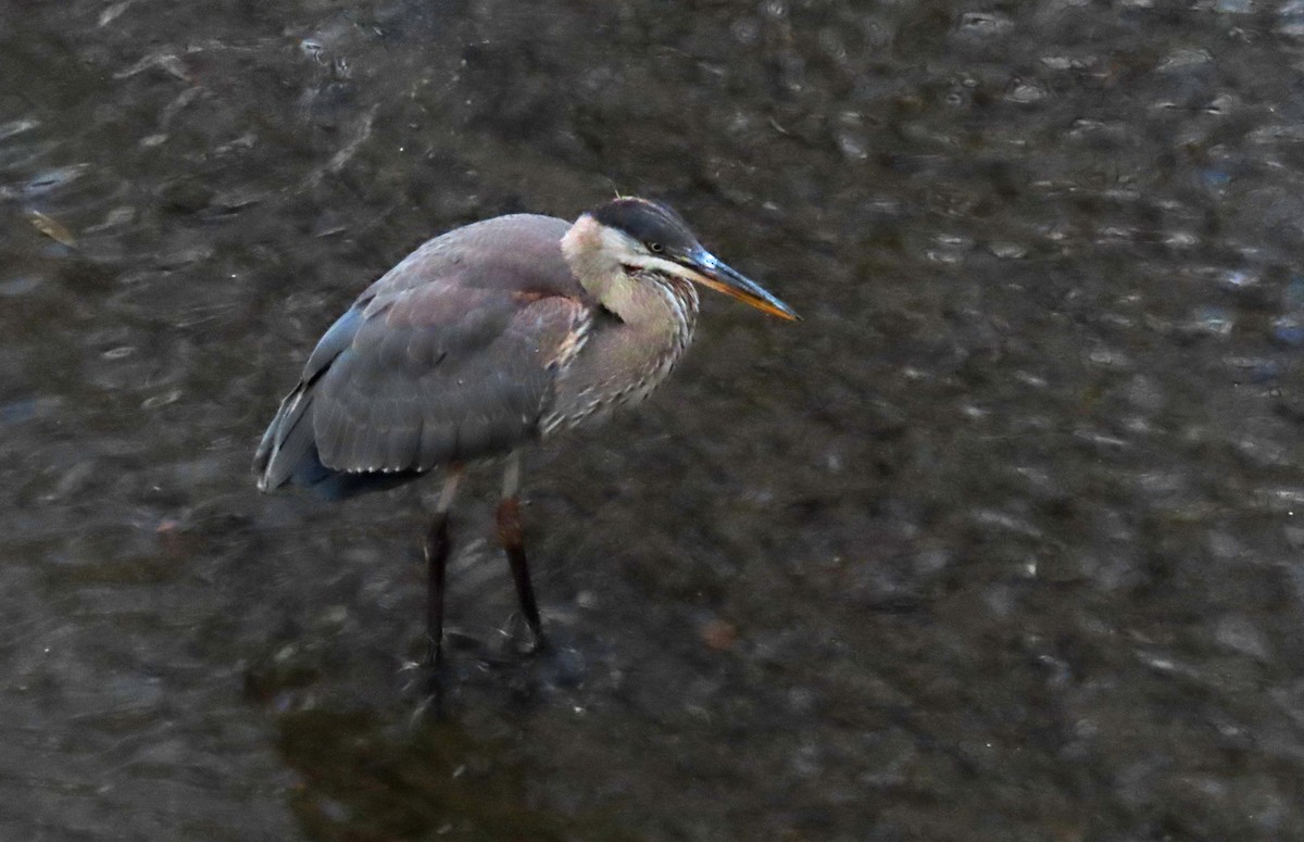 Great Blue Heron - ML645292778