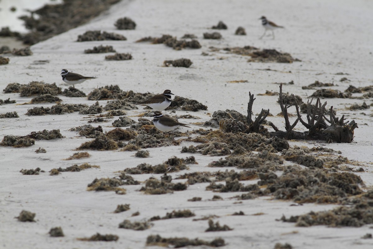 Killdeer - ML645292779