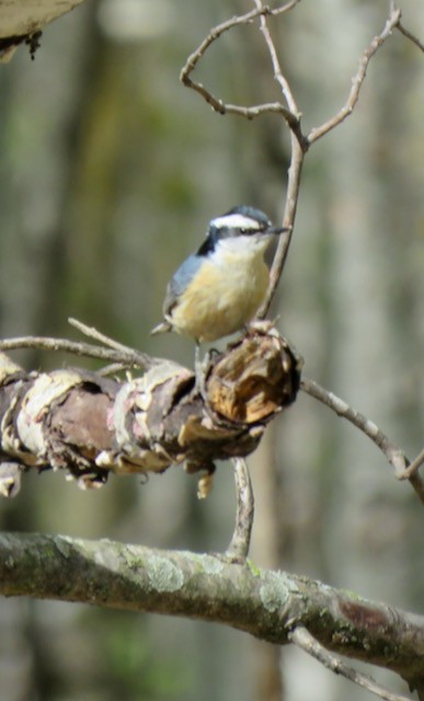 Red-breasted Nuthatch - ML645292780