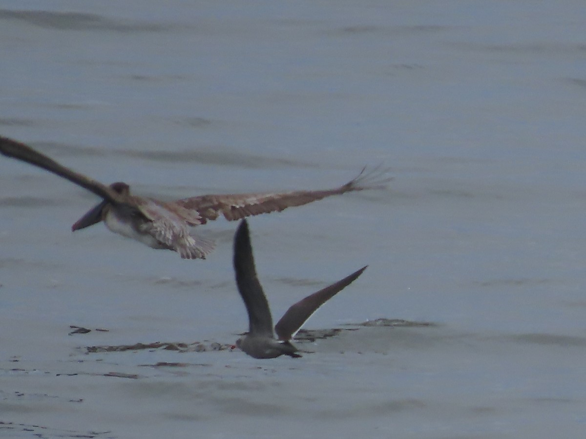 Brown Pelican (California) - ML645292783