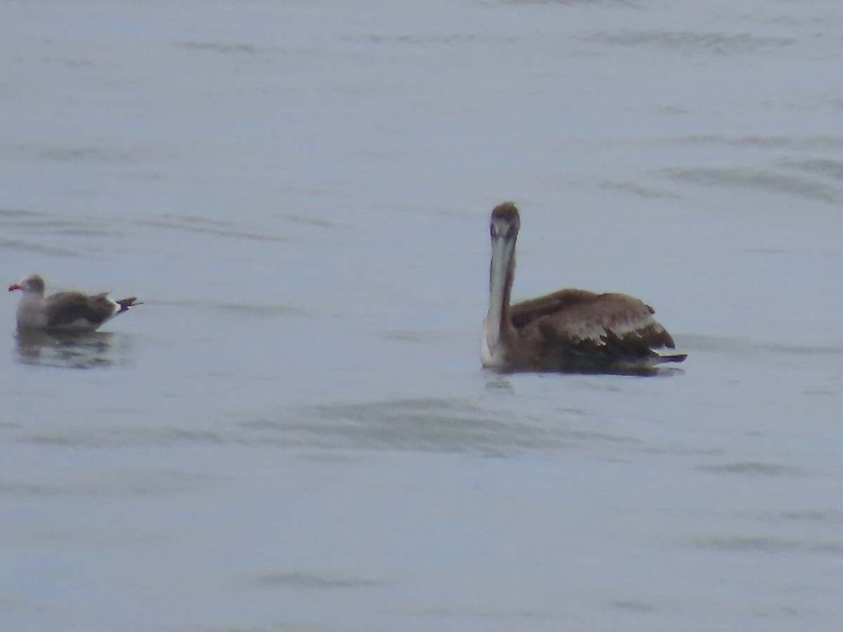 Brown Pelican (California) - ML645292784