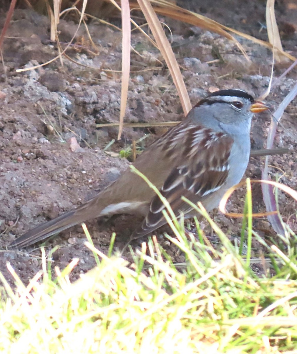 White-crowned Sparrow (Gambel's) - ML645292786