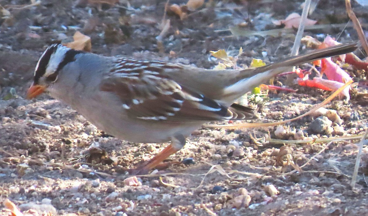 White-crowned Sparrow (Gambel's) - ML645292787