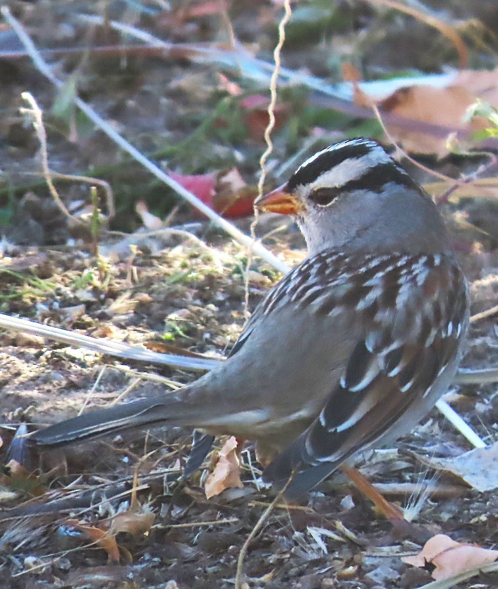 White-crowned Sparrow (Gambel's) - ML645292788