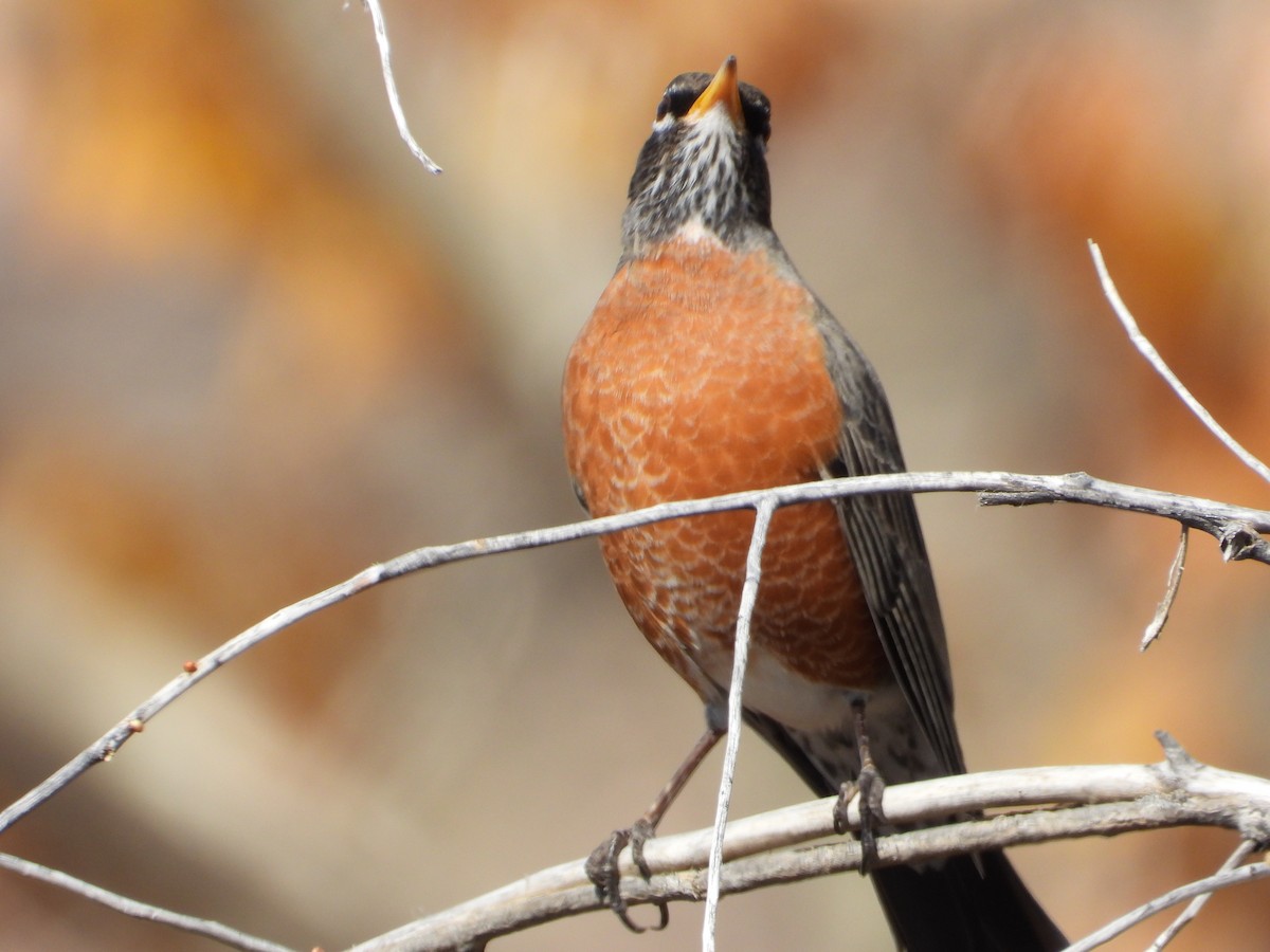 American Robin - ML645292789