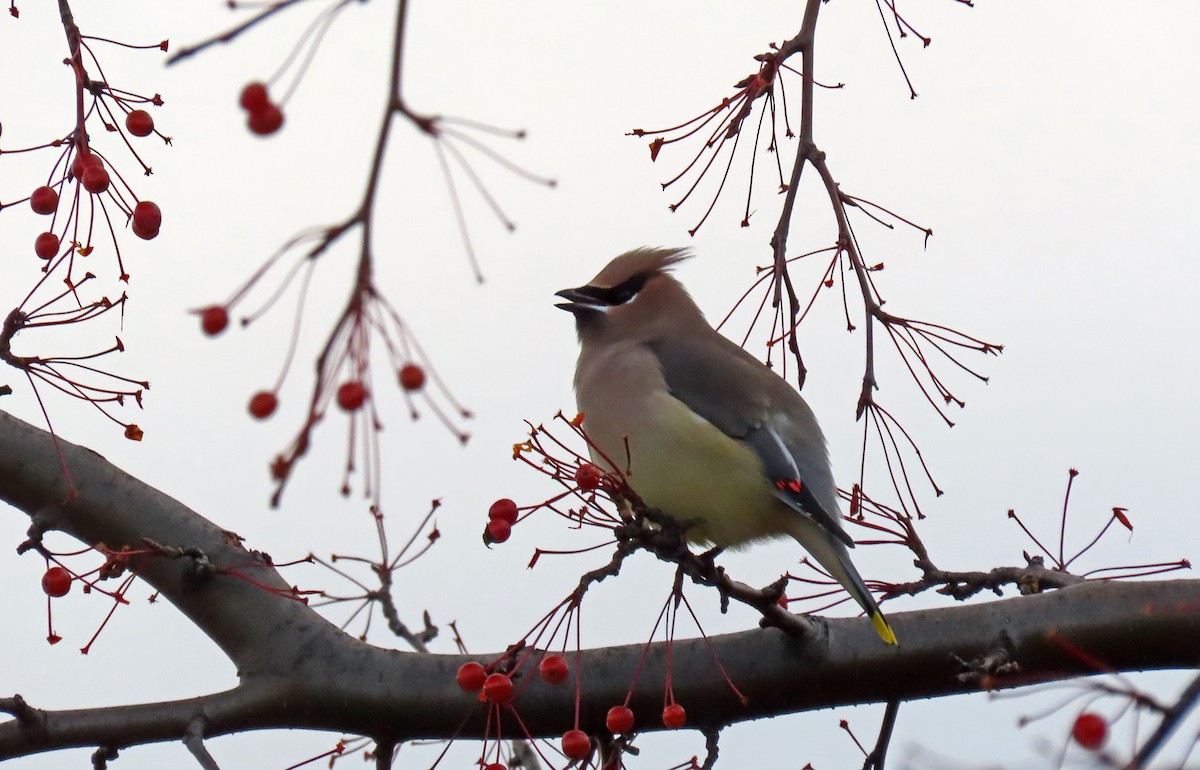 Cedar Waxwing - ML645292790