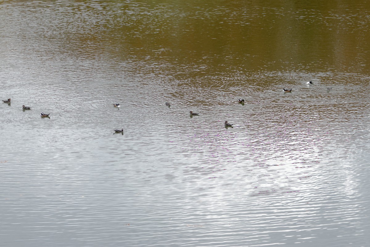 Hooded Merganser - ML645292791