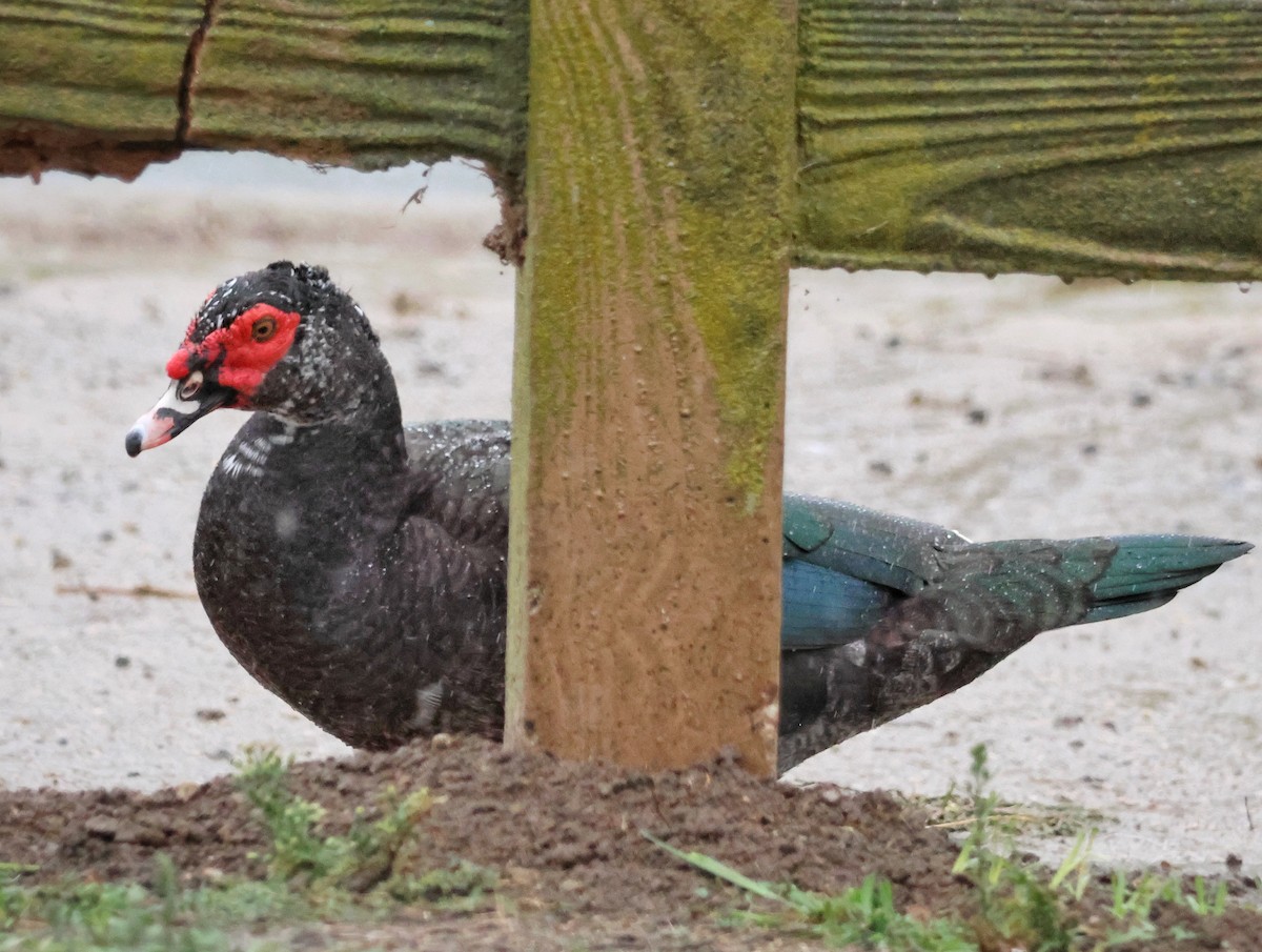 Muscovy Duck (Domestic type) - ML645292792