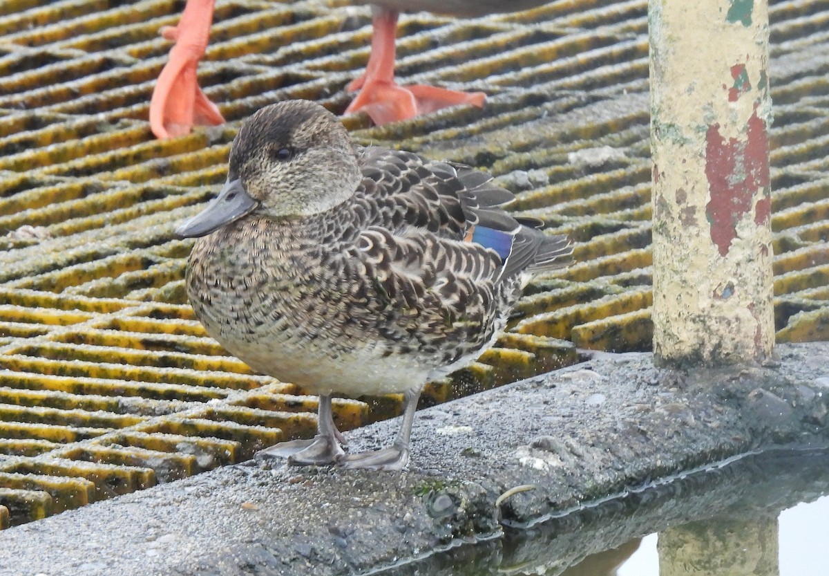Green-winged Teal - ML645292794