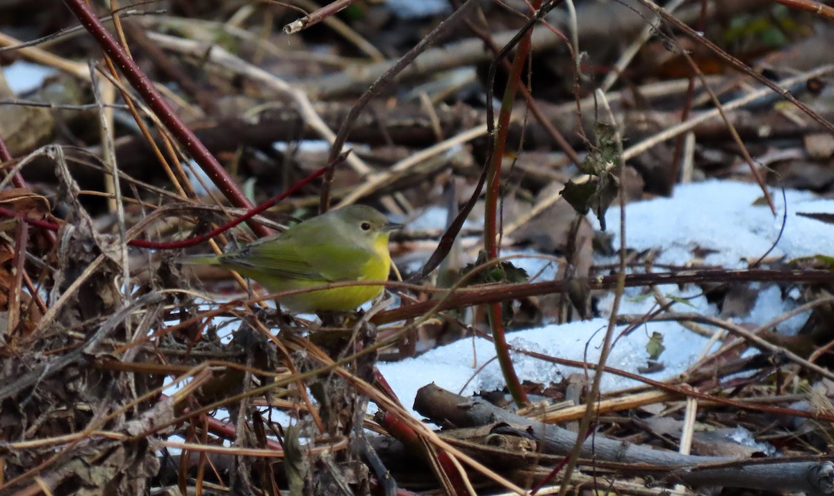 Nashville Warbler - ML645292795