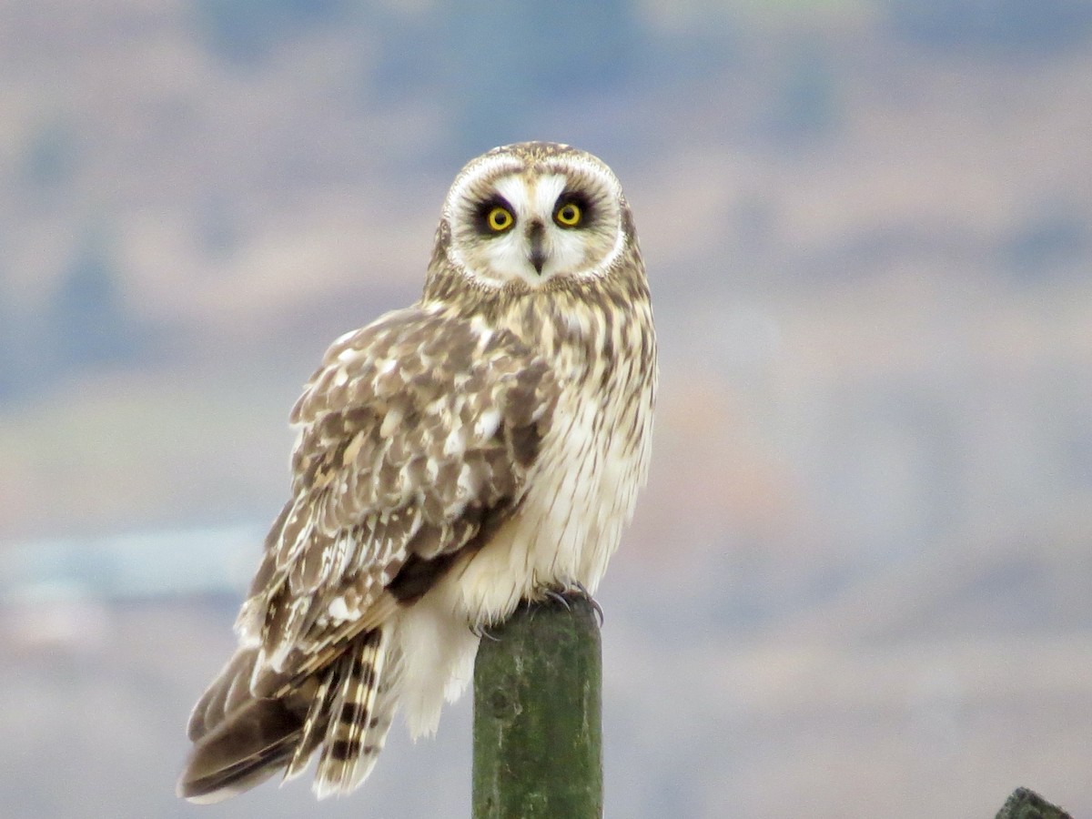 Short-eared Owl - ML645292797