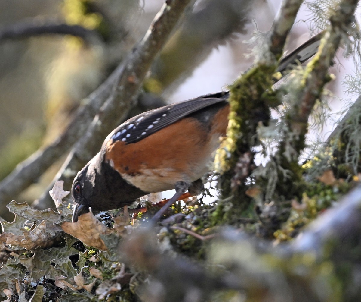 Spotted Towhee - ML645292805