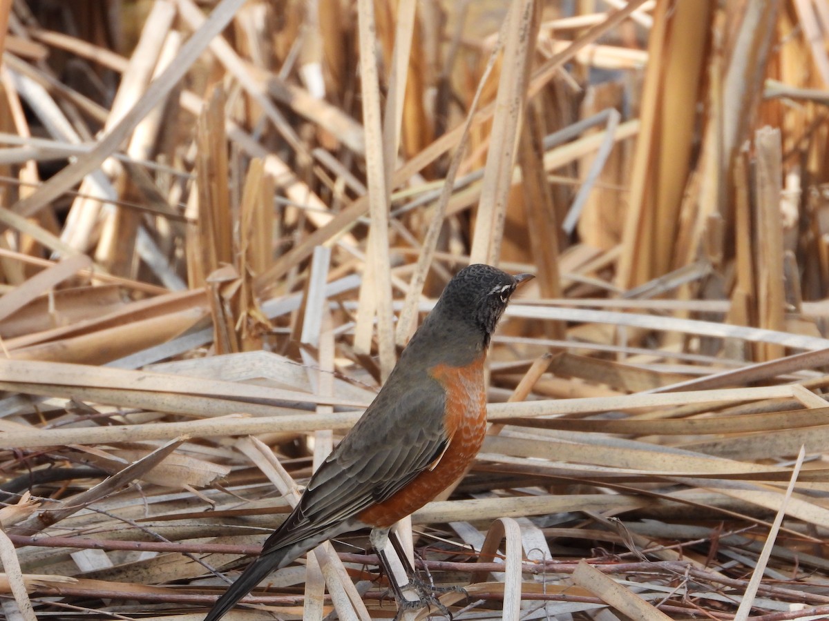American Robin - ML645292806