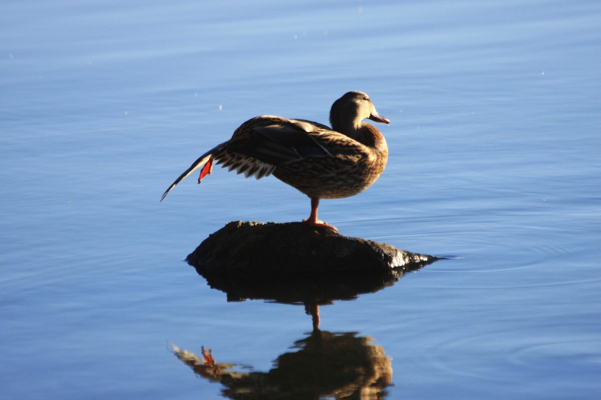 Mallard - ML645292809