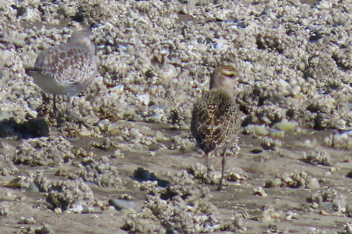 American Golden-Plover - ML645292810
