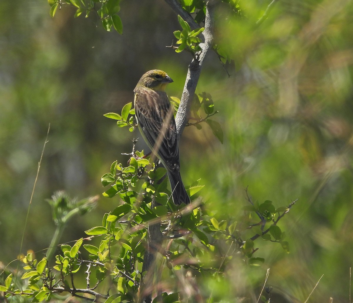 Короткоклювый зерноед - ML645292811