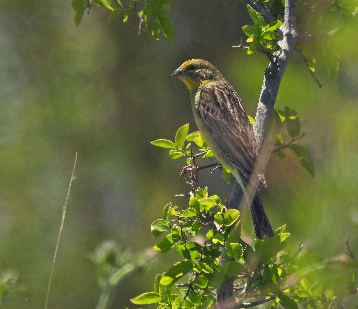 Короткоклювый зерноед - ML645292812