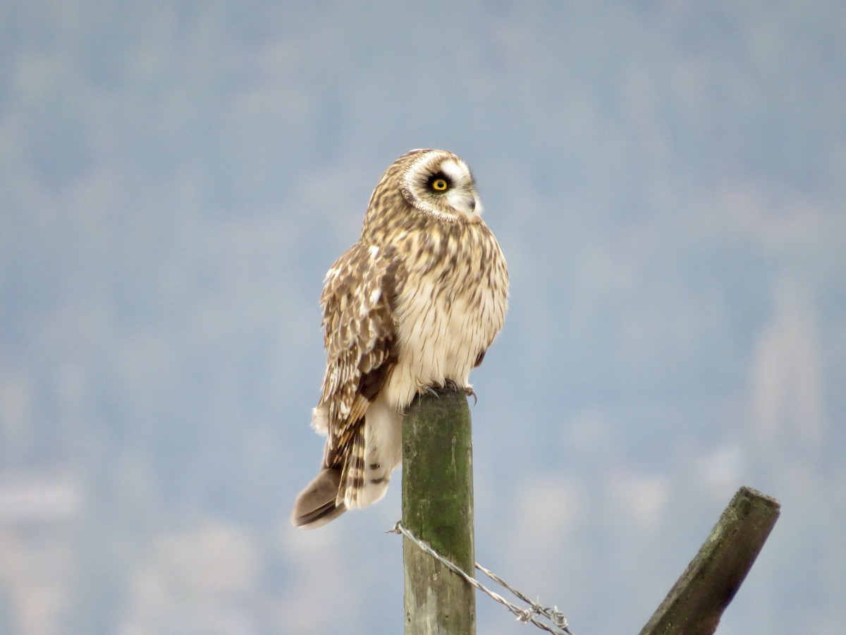 Short-eared Owl - ML645292813