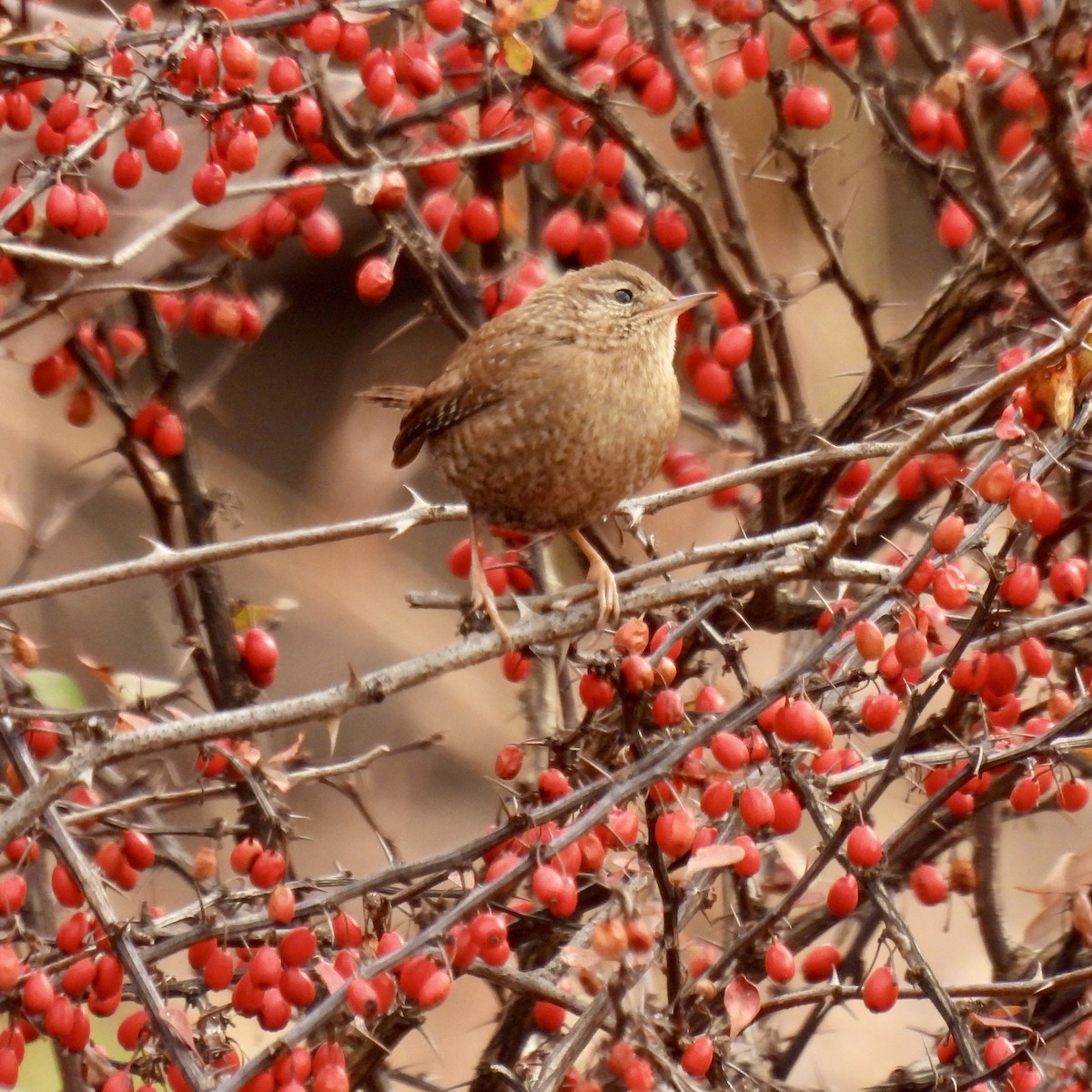 Winter Wren - ML645292817