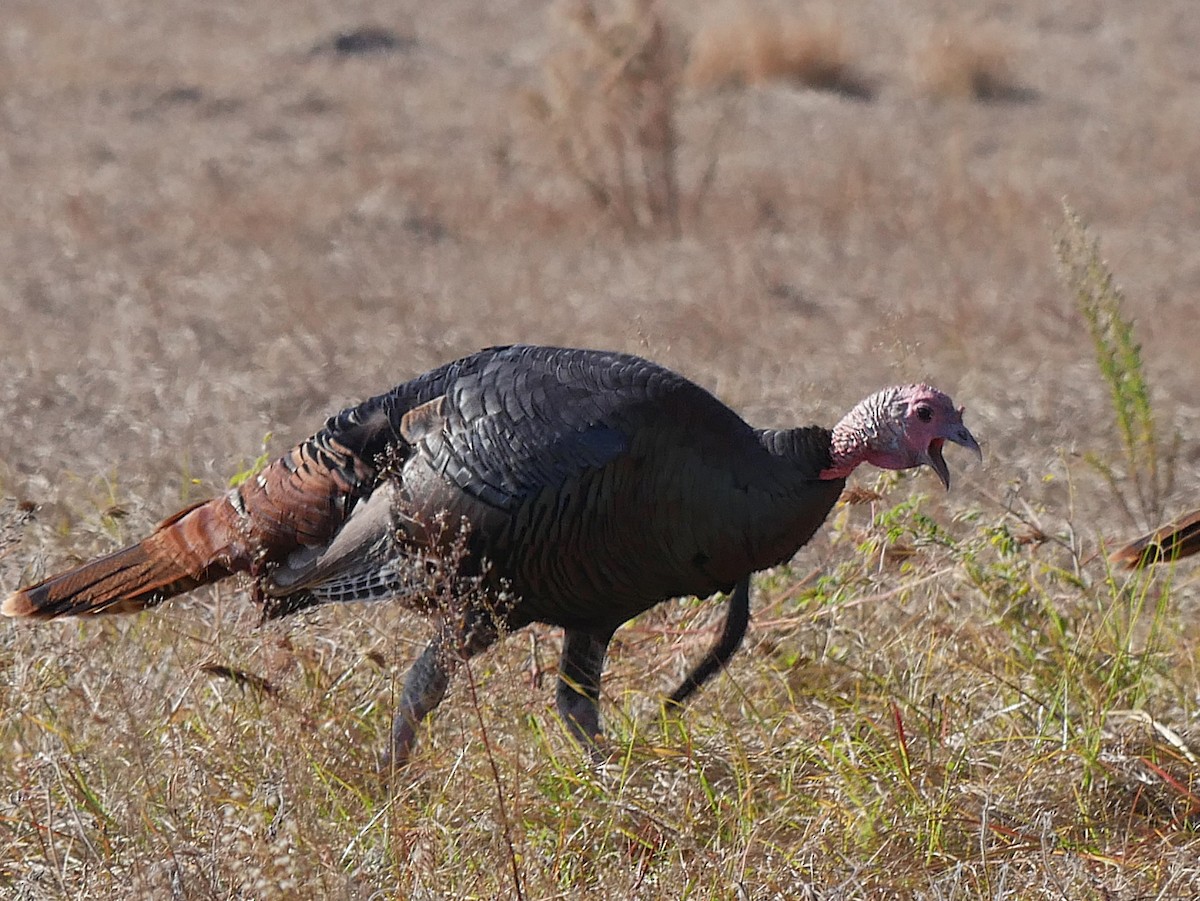 Wild Turkey - ML645292819
