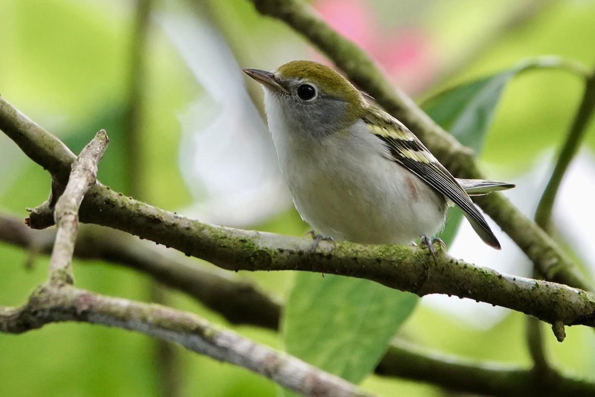 Chestnut-sided Warbler - ML645292820