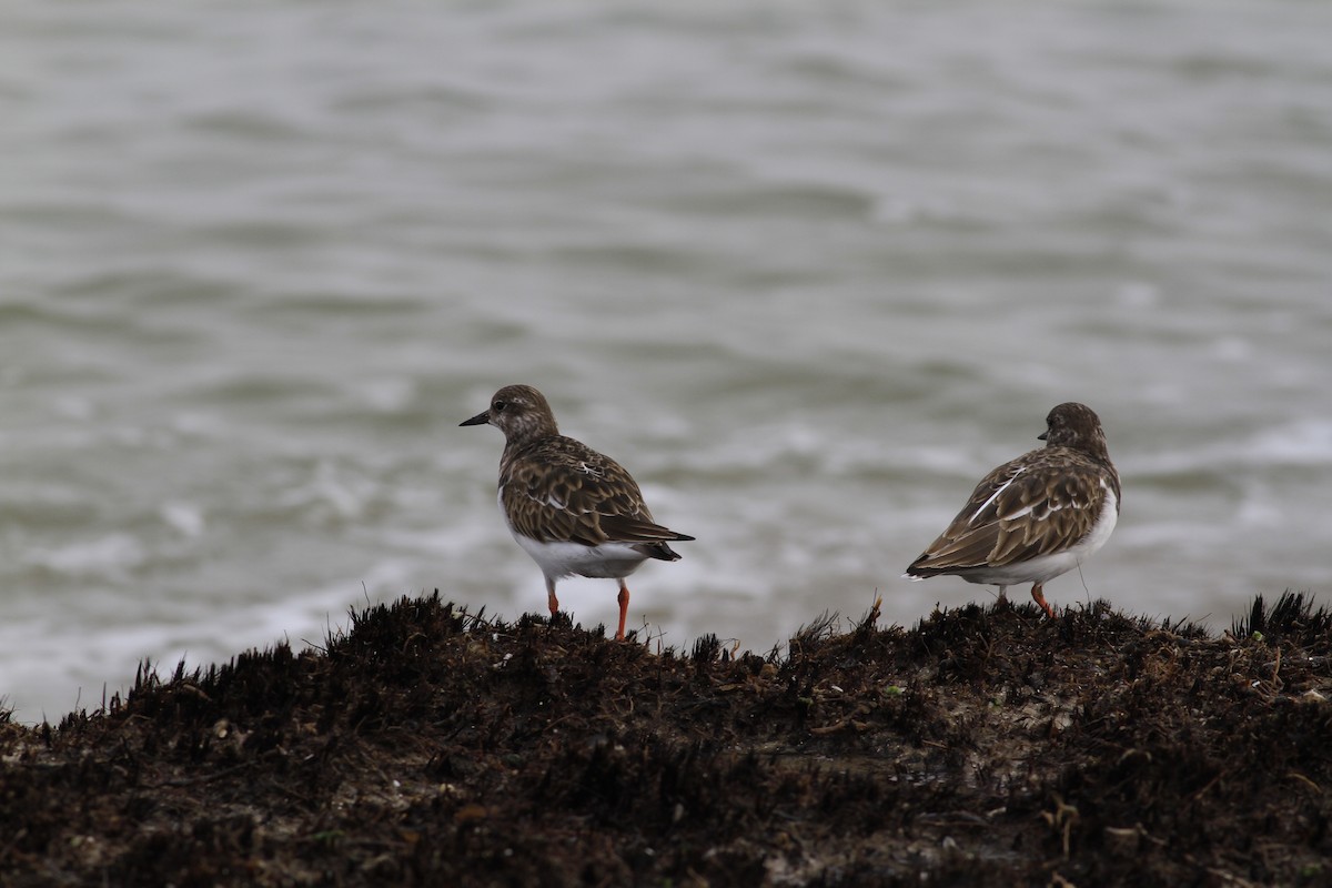 Ruddy Turnstone - ML645292821