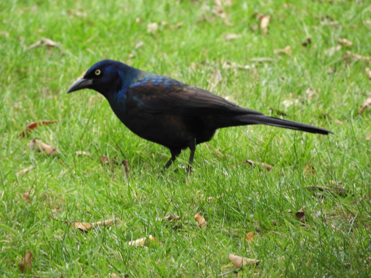 Common Grackle - ML645292832